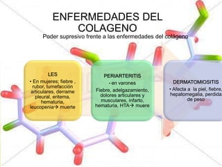 ENFERMEDADES DEL
COLAGENO
Poder supresivo frente a las enfermedades del colágeno
LES
• En mujeres; fiebre ,
rubor, tumefacción
articulares, derrame
pleural, eritema,
hematuria,
leucopenia muerte
PERIARTERITIS
• en varones
Fiebre, adelgazamiento,
dolores articulares y
musculares, infarto,
hematuria, HTA muere
DERMATOMIOSITIS
• Afecta a la piel, fiebre,
hepatomegalia, perdida
de peso
 