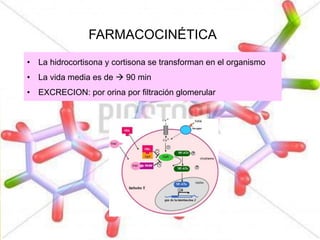 FARMACOCINÉTICA
• La hidrocortisona y cortisona se transforman en el organismo
• La vida media es de  90 min
• EXCRECION: por orina por filtración glomerular
 