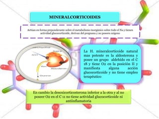 MINERALCORTICOIDES
Actúan en forma preponderante sobre el metabolismo inorgánico sobre todo el Na y tienen
actividad glucocorticoide, derivan del pregnano y no poseen oxigeno
La H. mineralcorticoide natural
mas potente es la aldosterona y
posee un grupo aldehído en el C
18 y tiene O2 en la posición II y
manifiesta alguna acción
glucocorticoide y no tiene empleo
terapéutico
En cambio la desoxicorticosterona inferior a la otra y al no
poseer O2 en el C 11 no tiene actividad glucocorticoide ni
antiinflamatoria
 