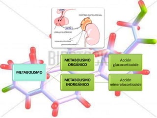METABOLISMO
METABOLISMO
ORGÁNICO
Acción
glucocorticoide
METABOLISMO
INORGÁNICO
Acción
mineralocorticoide
 