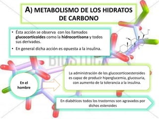 A) METABOLISMO DE LOS HIDRATOS
DE CARBONO
• Ésta acción se observa con los llamados
glucocorticoides como la hidrocortisona y todos
sus derivados.
• En general dicha acción es opuesta a la insulina.
En el
hombre
La administración de los glucocorticoesteroides
es capaz de producir hiperglucemia, glucosuria,
con aumento de la tolerancia a la insulina.
En diabéticos todos los trastornos son agravados por
dichos esteroides
 