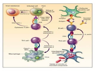 corticoides_farmacolofia_estudo_completo.ppt