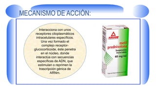 MECANISMO DE ACCIÓN:
Interacciona con unos
receptores citoplasmáticos
intracelulares específicos.
Una vez formado el
complejo receptor-
glucocorticoide, éste penetra
en el núcleo, donde
interactúa con secuencias
específicas de ADN, que
estimulan o reprimen la
trascripción génica de
ARNm.
 