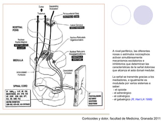 Corticoides y dolor, facultad de Medicina, Granada 2011 A nivel periférico, las diferentes noxas o estímulos nociceptivos activan simultáneamente mecanismos excitatorios e inhibitorios que determinan las características de la señal dolorosa que alcanza el asta dorsal medular.  La señal se transmite gracias a los mediadores, e igualmente es modulada por varios sistemas a saber: - el opioide - el adrenérgico - el colinérgico - el gabaérgico  (R, Hart LA 1998) 