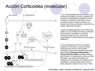 Acción Corticoidea (molecular) Corticoides y dolor, facultad de Medicina, Granada 2011 1.Los corticosteroides difunden a través de las membranas celulares y forman complejos con receptores citoplasmáticos específicos, Para conseguir su entrada a nivel celular, estos circulan en sangre unidas a proteínas, y la fracción libre es la que difunde al interior de las células, ejerciendo su acción; 2.estos complejos penetran en el núcleo de la célula, se unen al ADN (cromatina) y estimulan la transcripción del ARNm y la posterior síntesis de varias enzimas, que son las responsables en última instancia de los efectos sistémicos.  3. En el citoplasma se unen a un receptor específico, se dimeriza, y pasan al núcleo donde ejerce su acción sobre el ADN, uniéndose a secuencias específicas de bases, denominadas  Elemento de Respuesta a Glucocorticoides (GRE),  actuando sobre el gen Promotor, e induciendo la síntesis de ARN mensajero, que al salir al citoplasma es traducido en los ribosomas, en proteínas, que secretadas o actuando dentro de la misma célula, ejercen la acción   (Konig H.et al. 1992) 