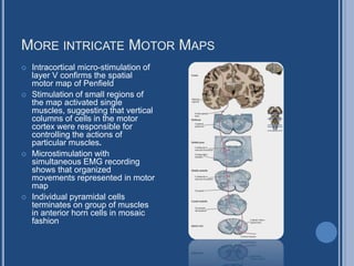 Spinal Motor Map Corticospinal system | PPTX