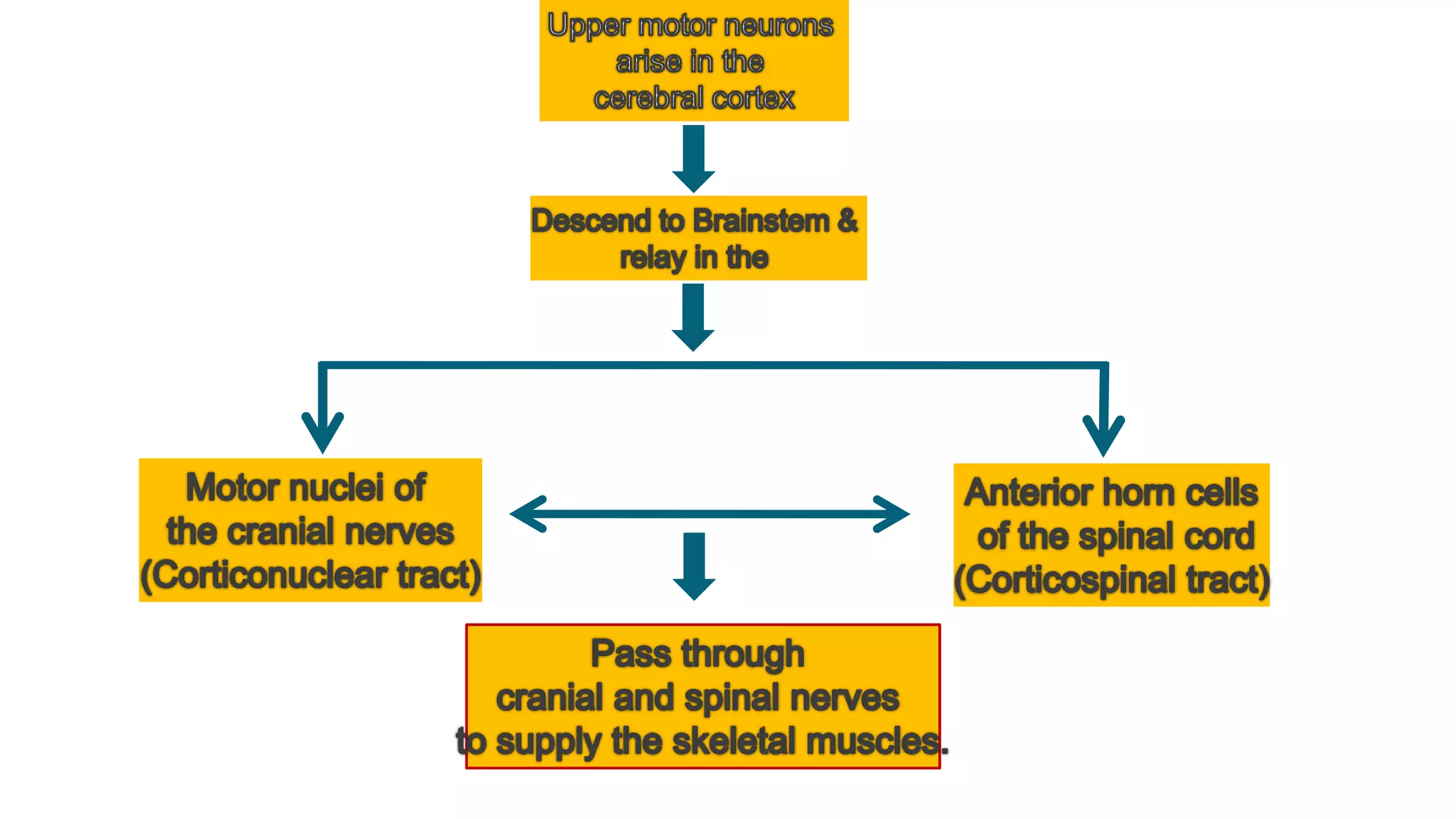 Corticospinal tract (Pyramidal tract) | PPTX