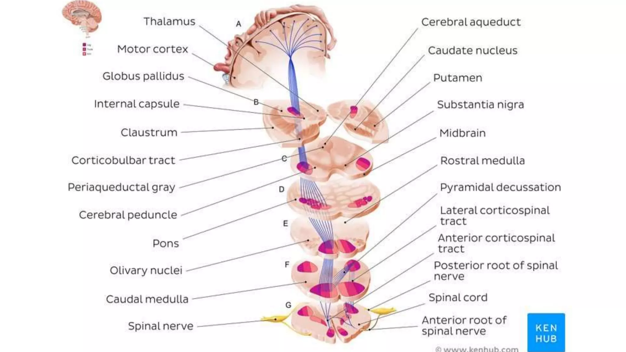 Corticospinal tract (Pyramidal tract) | PPTX