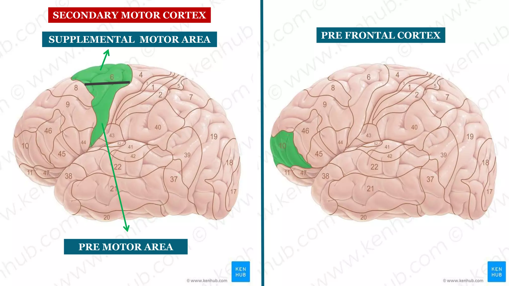 Corticospinal tract (Pyramidal tract) | PPTX