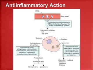 Antiinflammatory Action 
 