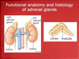 Functional anatomy and histology 
of adrenal glands 
 