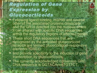 7Rheumato C Soe
Regulation of Gene
Expression by
Glucocorticoids
 Following ligand binding, HSP90 and several
other of the associated proteins dissociate,
and the GR is directed into the nucleus where
it can interact with specific DNA sequences
within the regulatory regions of affected genes.
 These short DNA sequences that are
recognized by the activated glucocorticoid
receptor are termed glucocorticoid-responsive
elements (GREs)
 and provide specificity to the induction of gene
transcription by glucocorticoids.
 The currently acknowledged consensus GRE
DNA sequence is GGTACAnnnTGTTCT,
 