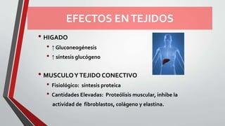 EFECTOS ENTEJIDOS
• HIGADO
• ↑ Gluconeogénesis
• ↑ síntesis glucógeno
• MUSCULOYTEJIDO CONECTIVO
• Fisiológico: síntesis proteica
• Cantidades Elevadas: Proteólisis muscular, inhibe la
actividad de fibroblastos, colágeno y elastina.
 