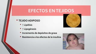EFECTOS ENTEJIDOS
• TEJIDO ADIPOSO
• ↑ Lipólisis
• ↑ Lipogénesis
• Incremento de depósitos de grasa
• Resistencia a los efectos de la insulina
 