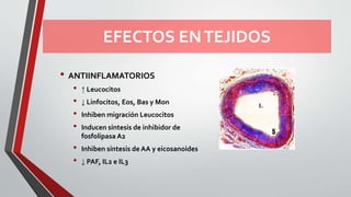 EFECTOS ENTEJIDOS
• ANTIINFLAMATORIOS
• ↑ Leucocitos
• ↓ Linfocitos, Eos, Bas y Mon
• Inhiben migración Leucocitos
• Inducen síntesis de inhibidor de
fosfolipasa A2
• Inhiben síntesis de AA y eicosanoides
• ↓ PAF, IL2 e IL3
 