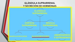 GLÁNDULA SUPRARRENAL
Y SECRECIÓN DE HORMONAS
GLANDULA
SUPRARRENAL
MINERALOCORTICOIDES GLUCOCORTICOIDES
ANDROGENOS
Y ESTROGENOS
CORTEZA
SUPRARRENAL
MEDULA
SUPRARRENAL
 