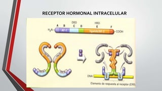 RECEPTOR HORMONAL INTRACELULAR
 