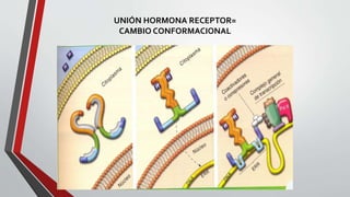 UNIÓN HORMONA RECEPTOR=
CAMBIO CONFORMACIONAL
 