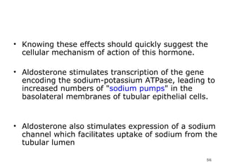 Knowing these effects should quickly suggest the cellular mechanism of action of this hormone.  Aldosterone stimulates transcription of the gene encoding the sodium-potassium ATPase, leading to increased numbers of " sodium pumps " in the basolateral membranes of tubular epithelial cells.  Aldosterone also stimulates expression of a sodium channel which facilitates uptake of sodium from the tubular lumen  
