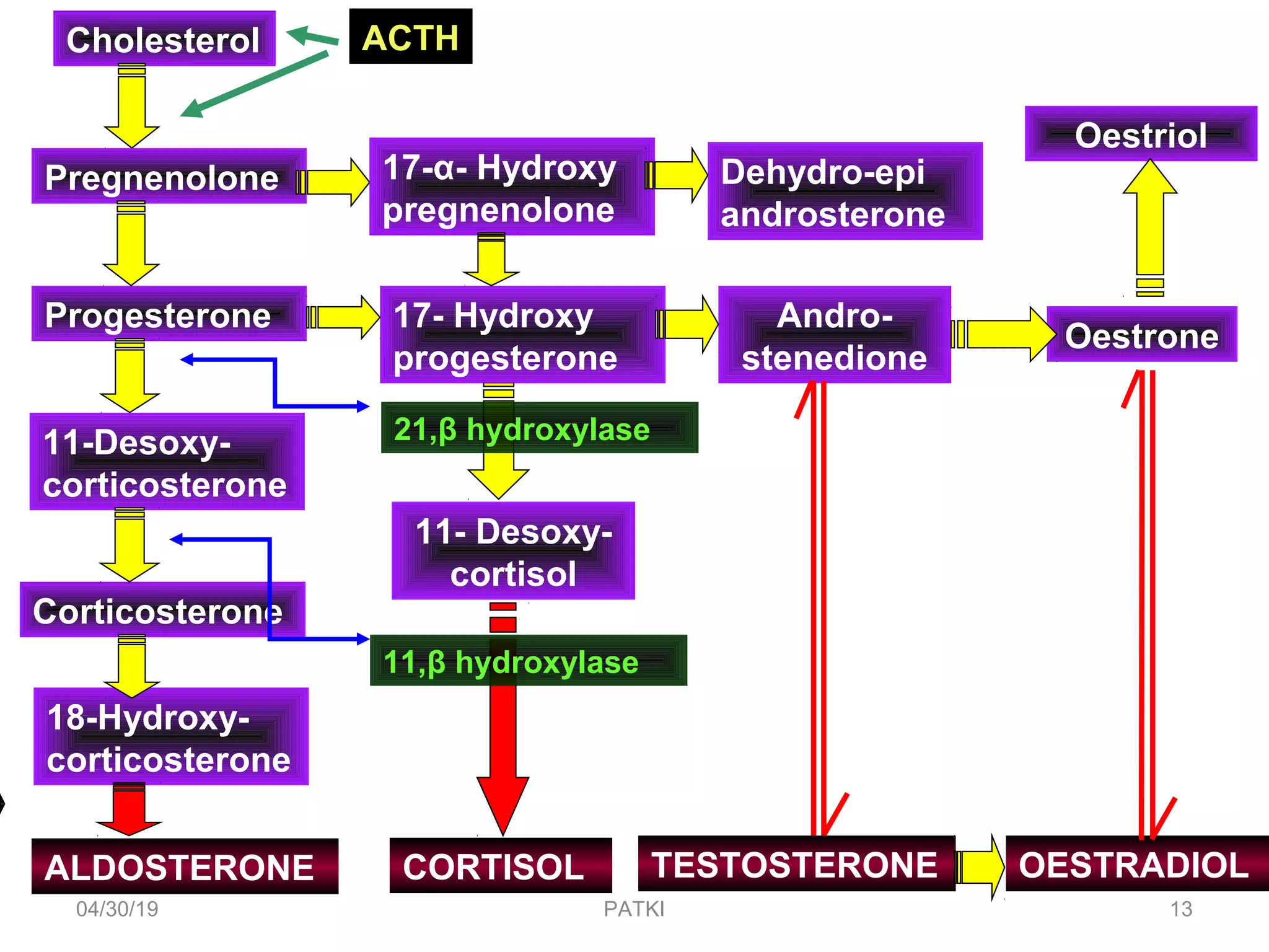 Cholesterol
Pregnenolone
Progesterone
Corticosterone
11-Desoxy-
corticosterone
18-Hydroxy-
corticosterone
ALDOSTERONE
17-α- Hydroxy
pregnenolone
11- Desoxy-
cortisol
17- Hydroxy
progesterone
21,β hydroxylase
CORTISOL
11,β hydroxylase
Dehydro-epi
androsterone
Andro-
stenedione
Oestrone
Oestriol
TESTOSTERONE OESTRADIOL
ACTH
04/30/19 13PATKI
 