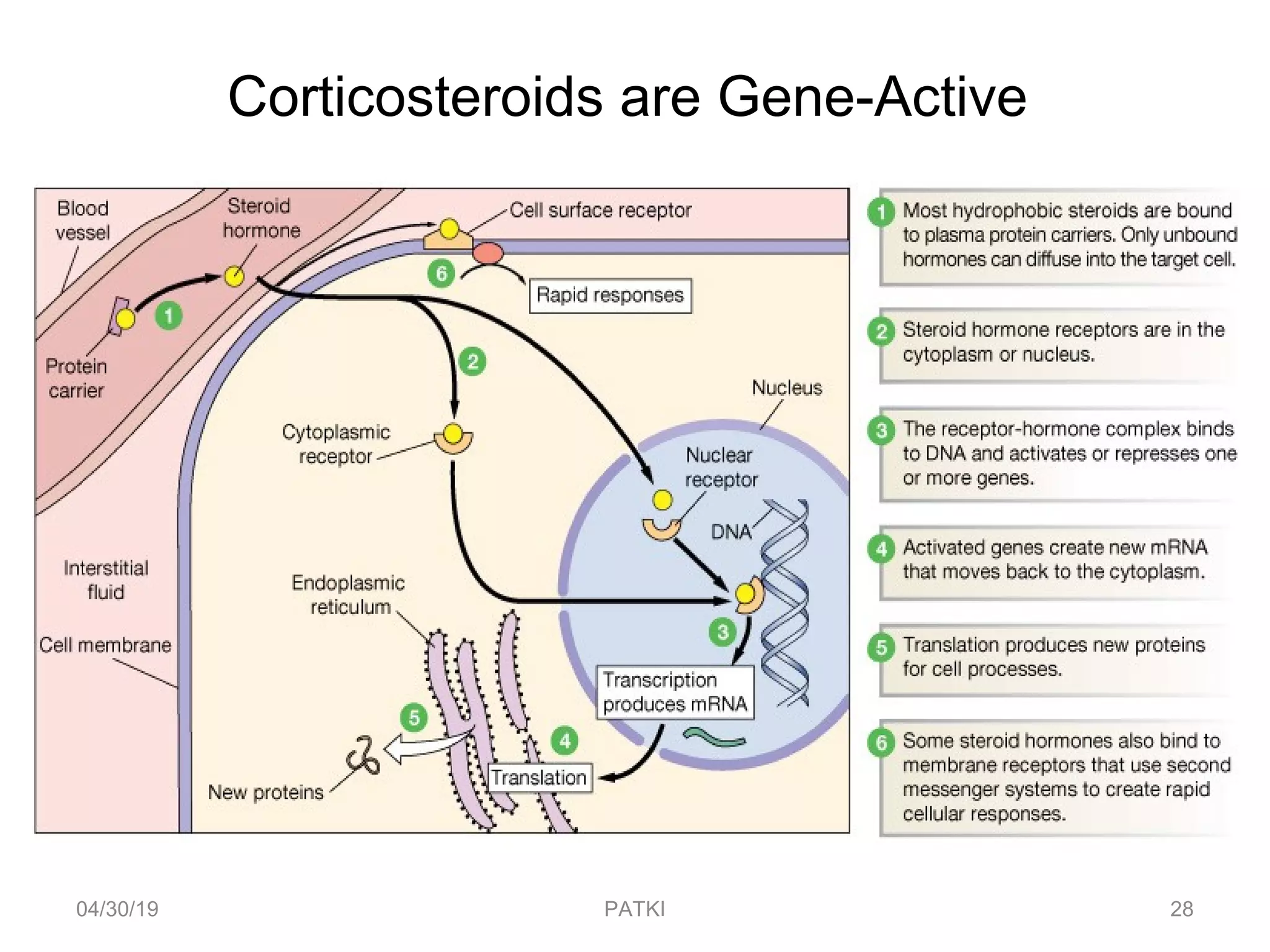 Corticosteroids are Gene-Active
04/30/19 28PATKI
 
