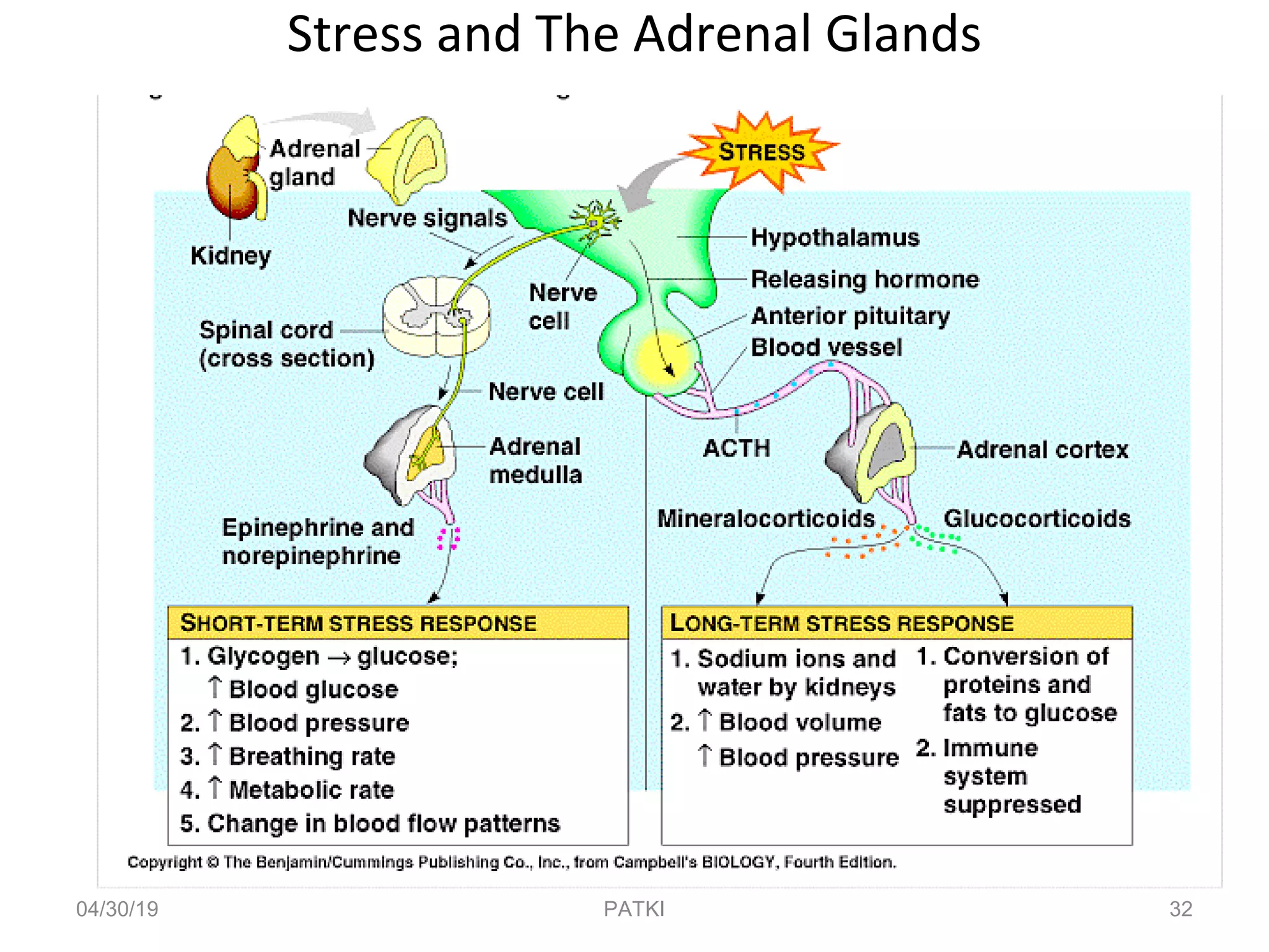 Stress and The Adrenal Glands
04/30/19 32PATKI
 