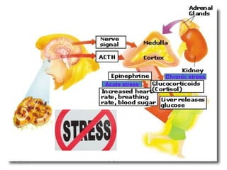 Acute stress
Chronic stress
04/30/19 3PATKI
 