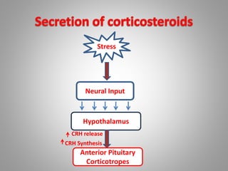 Stress
Neural Input
Hypothalamus
Anterior Pituitary
Corticotropes
CRH release
CRH Synthesis
