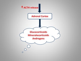 ACTH release
Adrenal Cortex
Glucocorticoids
Mineralocorticoids
Androgens