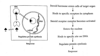 Corticosteroids & Anabolic Steroids | PPTX