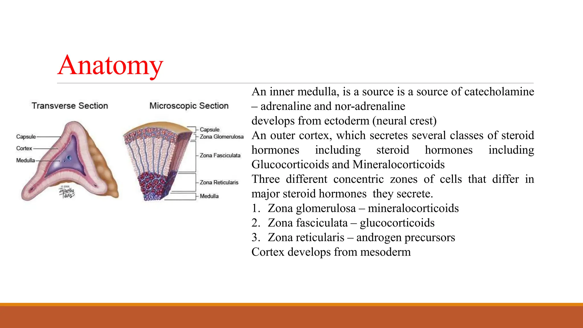 Molecular & Cellular Pharmacology & Mechanism of Action of ...