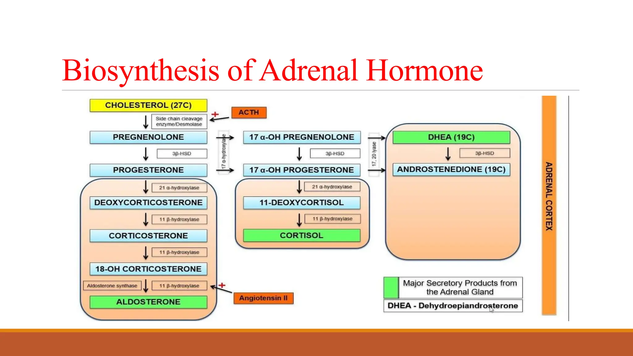 Molecular & Cellular Pharmacology & Mechanism of Action of ...