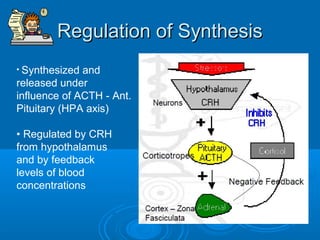Regulation of SynthesisRegulation of Synthesis
• Synthesized and
released under
influence of ACTH - Ant.
Pituitary (HPA axis)
• Regulated by CRH
from hypothalamus
and by feedback
levels of blood
concentrations
 