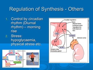 1.1. Control by circadianControl by circadian
rhythm (Diurnalrhythm (Diurnal
rhythm) – morningrhythm) – morning
riserise
2.2. Stress:Stress:
hypoglycaemia,hypoglycaemia,
physical stress etc.physical stress etc.
Regulation of Synthesis - OthersRegulation of Synthesis - Others
 