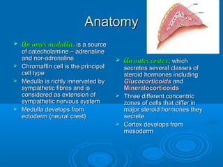 AnatomyAnatomy
 An inner medulla,An inner medulla, is a sourceis a source
of catecholamine – adrenalineof catecholamine – adrenaline
and nor-adrenalineand nor-adrenaline
 Chromaffin cell is the principalChromaffin cell is the principal
cell typecell type
 Medulla is richly innervated byMedulla is richly innervated by
sympathetic fibres and issympathetic fibres and is
considered as extension ofconsidered as extension of
sympathetic nervous systemsympathetic nervous system
 Medulla develops fromMedulla develops from
ectoderm (neural crest)ectoderm (neural crest)
 An outer cortex,An outer cortex, whichwhich
secretes several classes ofsecretes several classes of
steroid hormones includingsteroid hormones including
GlucocorticoidsGlucocorticoids andand
MineralocorticoidsMineralocorticoids
 Three different concentricThree different concentric
zones of cells that differ inzones of cells that differ in
major steroid hormones theymajor steroid hormones they
secretesecrete
 Cortex develops fromCortex develops from
mesodermmesoderm
 