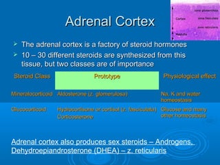 Adrenal CortexAdrenal Cortex
 The adrenal cortex is a factory of steroid hormonesThe adrenal cortex is a factory of steroid hormones
 10 – 30 different steroids are synthesized from this10 – 30 different steroids are synthesized from this
tissue, but two classes are of importancetissue, but two classes are of importance
Steroid ClassSteroid Class PrototypePrototype Physiological effectPhysiological effect
MineralocorticoidMineralocorticoid Aldosterone (z. glomerulosa)Aldosterone (z. glomerulosa) Na, K and waterNa, K and water
homeostasishomeostasis
GlucocorticoidGlucocorticoid Hydrocortisone or cortisol (z. fasciculata)Hydrocortisone or cortisol (z. fasciculata)
CorticosteroneCorticosterone
Glucose and manyGlucose and many
other homeostasisother homeostasis
Adrenal cortex also produces sex steroids – Androgens,
Dehydroepiandrosterone (DHEA) – z. reticularis
 