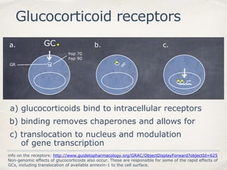 Glucocorticoid receptors
info on the receptors: http://www.guidetopharmacology.org/GRAC/ObjectDisplayForward?objectId=625
Non-genomic effects of glucocorticoids also occur. These are responsible for some of the rapid effects of
GCs, including translocation of available annexin-1 to the cell surface.
GC
hsp 70
hsp 90
GR
a. b. c.
a) glucocorticoids bind to intracellular receptors
b) binding removes chaperones and allows for
c) translocation to nucleus and modulation
of gene transcription
 
