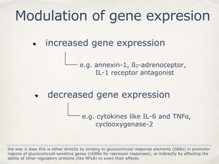 Modulation of gene expresion
the way it does this is either directly by binding to glucocorticoid response elements (GREs) in promotor
regions of glucocorticoid-sensitive genes (nGREs for repressor responses), or indirectly by affecting the
ability of other regulatory proteins (like NFκB) to exert their effects.
increased gene expression
e.g. annexin-1, ß2-adrenoceptor,
IL-1 receptor antagonist
decreased gene expression
e.g. cytokines like IL-6 and TNFα,
cyclooxygenase-2
 