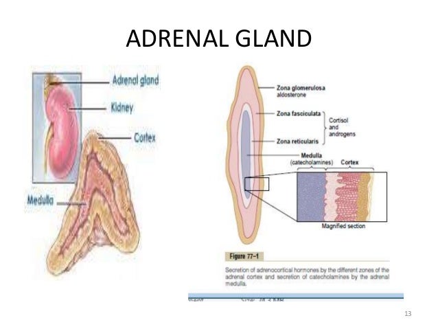 Oral Glucocorticoid 86