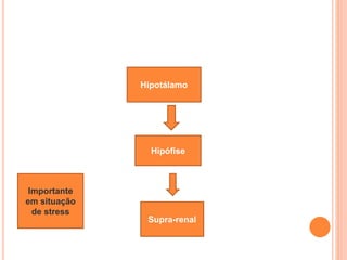 Hipófise
Hipotálamo
Supra-renal
Importante
em situação
de stress
 