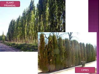 Bague Chat Japonais main image 0