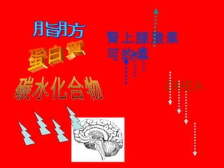 腎上腺激素
可的素
DHEA
 