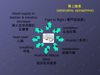 腎上腺素
(adrenaline, epinephrine)
Fight or flight ( 硬鬥或逃避 )
muscle ( 肌肉 )
metabolism
新陳代謝
heart beat
心跳
breathing
呼吸
muscular fatique
delay
拖延肌肉疲勞
blood supply to
bladder & intestine
decrease
減少血液到膀肛
及腸胃 circulation
血液巡環
 