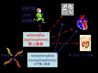 noradrenaline
(norepinephrine)
adrenaline
(ephinephrine)
腎上腺素
Pituitary glands
垂體
去甲腎上腺素
胃、肛門、十二子腸
新陳代謝
edgy
肌肉鬆
 
