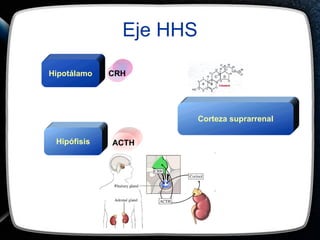 Eje HHS CRH ACTH Hipotálamo Hipófisis Corteza suprarrenal 