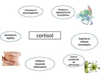 cortisol
Promueve la
gluconeogénesis
Produce la
degradación de
las proteínas
Aumenta la
lipólisis
Inhibe la
respuesta
inflamatoria
Evita la
producción
de
anticuerpos
Suprime el
sistema
inmunitario
 