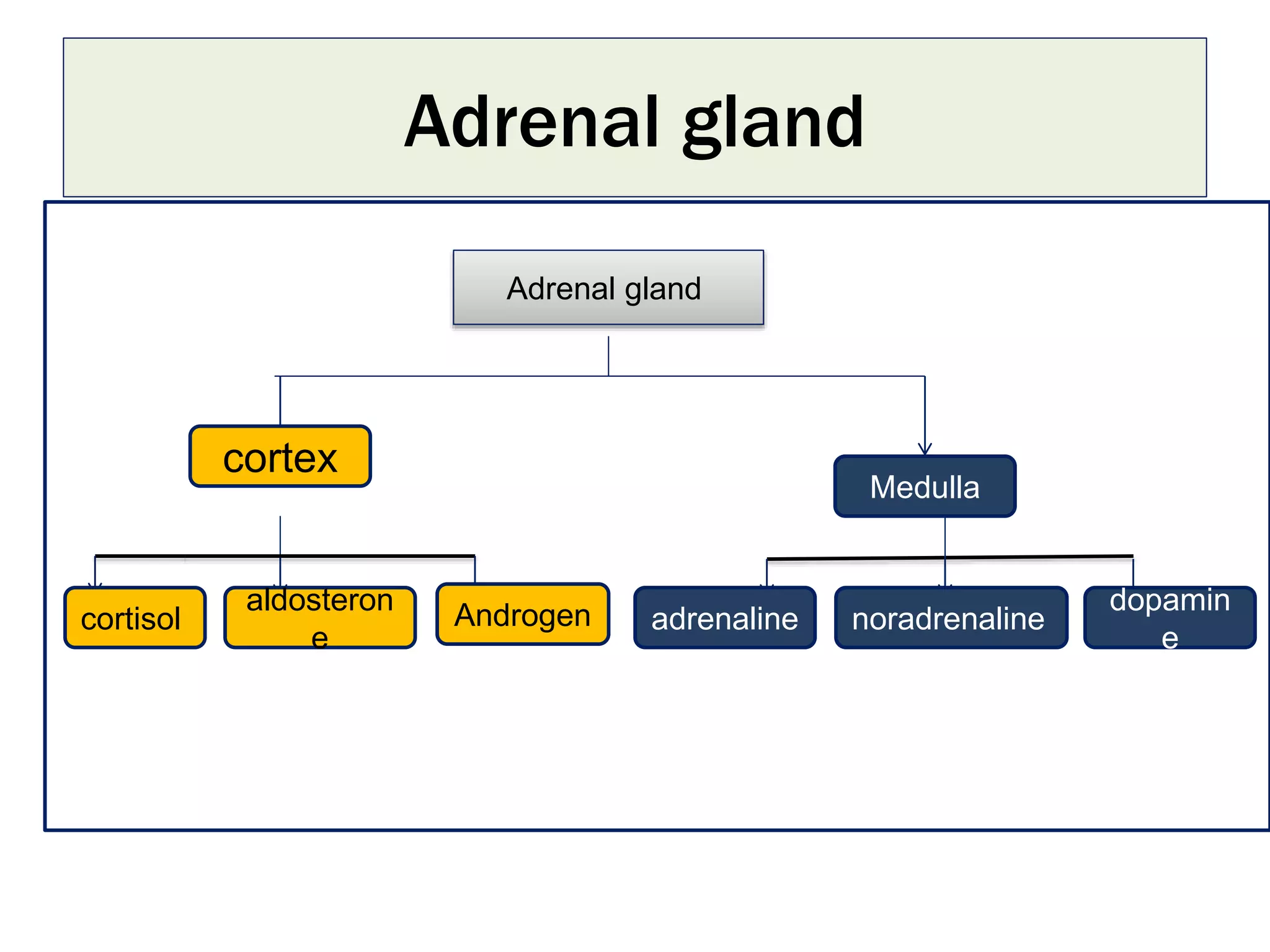 Cortisol hormone1.pptx