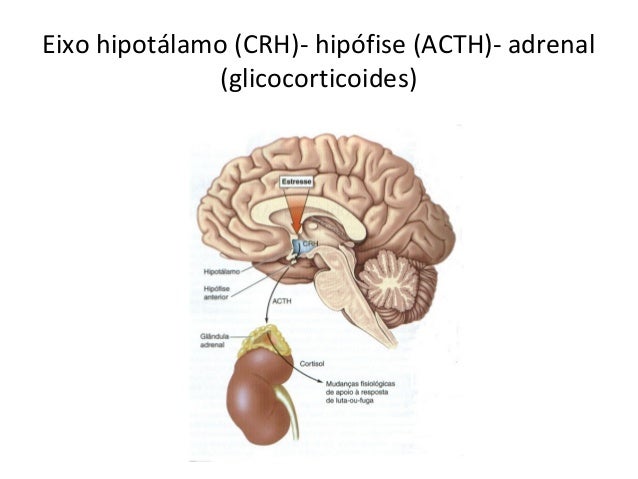 EIXO HIPOTALAMO HIPOFISE ADRENAL PDF DOWNLOAD EIXO HIPOTALAMO HIPOFISE ADRENAL PDF DOWNLOAD