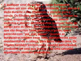 A qualquer sinal de perigo, a coruja buraqueira emitem um som alto, forte e estridente. Esse alarme é dado durante o dia, chamando a atenção para a coruja. Os filhotes, ao escutarem o alerta, entram no ninho, enquanto os adultos voam para pousos expostos e atacam decididamente qualquer fonte de perigo para os filhos. Eles também fazem outros sons que são descritos como pancadas e gritos, que é parecido com "piá, piar, piaaar". Quando as buraqueiras emitem esses sons, normalmente estão movimentando a cabeça, para baixo e para cima. Os filhotes também emitem sons: quando perturbados, produzem um som que lembra o de uma cascavel, espantando assim os predadores.