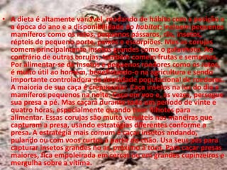 A dieta é altamente variável, mudando de hábito com a posição e a época do ano e a disponibilidade do habitat; incluem pequenos mamíferos como os ratos, pequenos pássaros, rãs, insetos, répteis de pequeno porte, peixes e escorpiões. Mas as corujas comem principalmente insetos grandes como o gafanhoto. Ao contrário de outras corujas, também comem frutas e sementes. Por alimentar-se de insetos e pequenos roedores como os ratos, é muito útil ao homem, beneficiando-o na agricultura e sendo importante controladora da densidade populacional de roedores. A maioria de sua caça é crepuscular. Caça insetos na luz do dia e mamíferos pequenos na noite. Caça em voo e, às vezes, persegue sua presa a pé. Mas caçará durante todo um período de vinte e quatro horas, especialmente quando tiver filhotes para alimentar. Essas corujas são muito versáteis nas maneiras que capturam a presa, usando estratégias diferentes conforme a presa. A estratégia mais comum é caçar insetos andando, pulando ou com voos curtos a partir do chão. Usa seus pés para capturar insetos grandes no ar, próximo à toca. Para caçar presas maiores, fica empoleirada em cercas ou em grandes cupinzeiros e mergulha sobre a vítima.